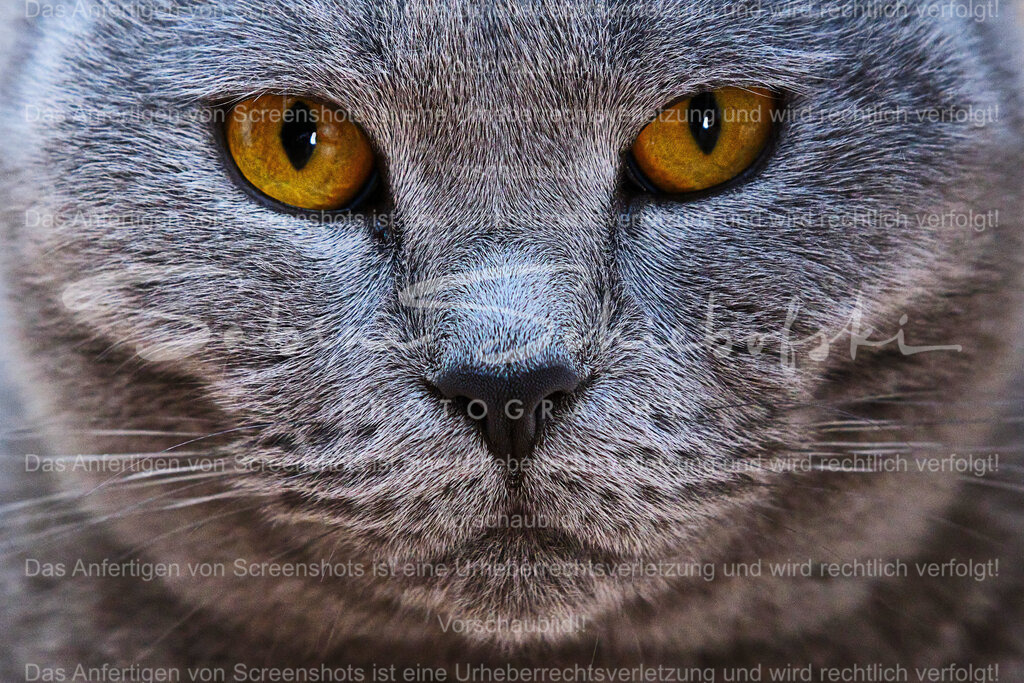 Wandbild Katze "Blickkontakt"  | People- und Tierfotografie, Imageaufnahmen, Veranstaltungsfotografie und Wandbilder aus der Natur ★ Made in Germany ✔️ Druck + Downloads ✔️ Naturfotografie in Top Qualität ★ schneller Versand, weltweite Lieferung! - Realisiert mit Pictrs.com