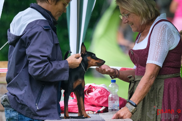 Ausstellung des Pinscher Schnauzer-Klub | Ausstellung des Pinscher-Schnauzer-Klub, OG München in Gröbenzell 29.07.2023 Foto: Leo Wyden