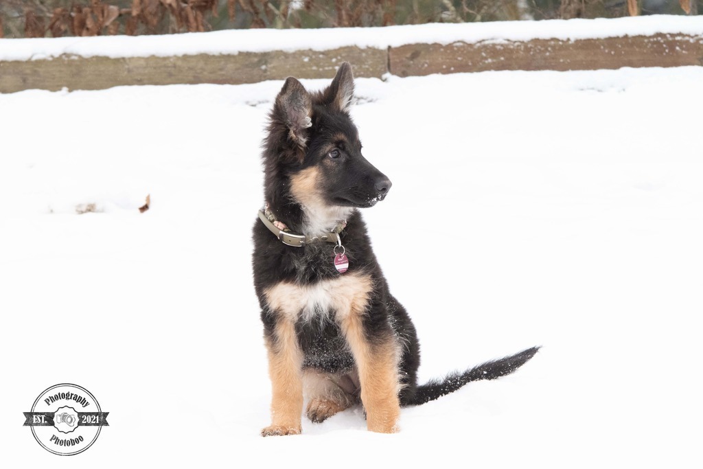 Lieblingsbilder_Photoboo_35 | Pferde- und Hundefotografie in Köln und Umgebung von Vanessza Csuka - Realisiert mit Pictrs.com