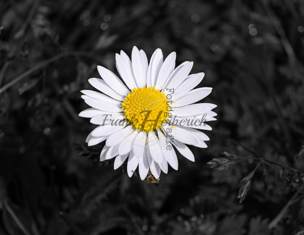 2023_04_22_7450j | Frank Herberich Fotografie, Frank Herberich, Fotografie, Hochzeit, Portrait, St. Peter Ording, Ording, Westerhever, Nordsee, Frank Fotografie, Hardheim,  Odenwald,Walldürn, Band,Eventfotografie - Realisiert mit Pictrs.com