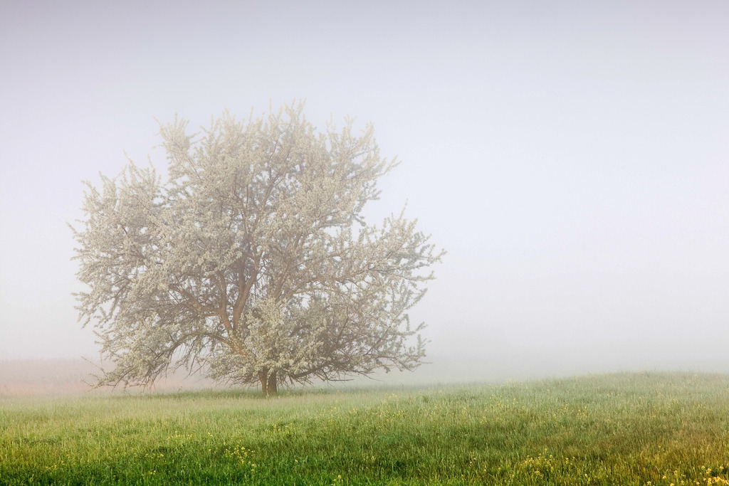Landschaftsbilder_Landschaftsfotos_Kaufen_Wandbilder_Roman_-Huditsch-Fotografie_003_Obstbaum_Burgenland | Exklusiver Webshop für hochwertige Landschaftsfotos aus Kärnten, Österreich und der ganzen Welt.
Landschaftsfotos auf Leinwand, Acrylglas, Aludibond
Wandbilder online kaufen, fürs Zuhause oder als Geschenk zum Geburtstag, Weihnachten und mehr - Realisiert mit Pictrs.com