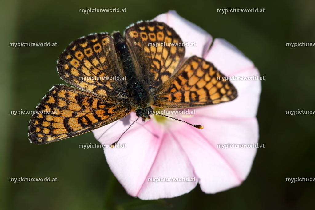 Melitaea cinxia-016 | Das Bilderarchiv über Tiere, Planzen und Landschaften. In der Bilddatenbank finden Sie ein große Auswahl an hochwertigen Bilder für Ihre Werbung - Realisiert mit Pictrs.com