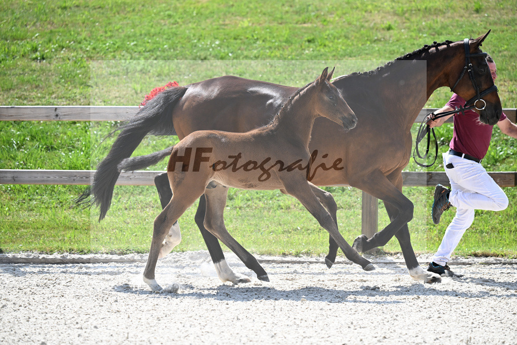Kat-Nr. 43 Va Bene x De Niro_HF_Sommer_15251107 | hf-fotografie - Realizzato con Pictrs.com