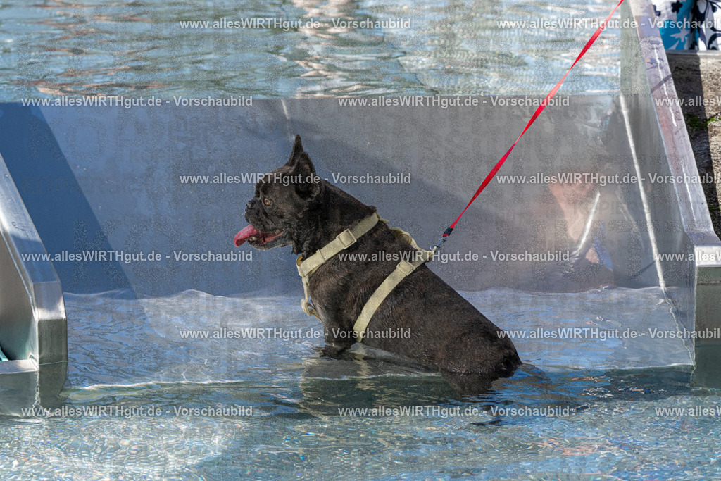 Hundeschwimmen_Volksbad_2026-allesWIRTHgut_Tierfotografie-2609061312-FAY06680 | Professionelle Tierfotografie in Mönchengladbach von Daniel Wirth (allesWIRTHgut). Liebevolle & natürliche Bilder von Hunden & Katzen für unvergessliche Erinnerungen.