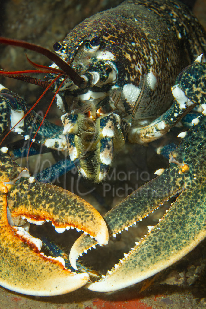 Homarus gammarus | es: Bogavante • en: Lobster • de: Hummer • fr: Homard - Realisiert mit Pictrs.com