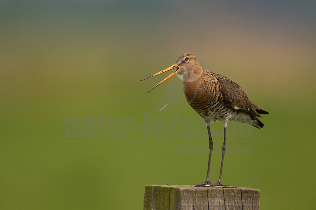 20190426-IMG_1642 | Die Uferschnepfe ist ein langbeiniger, großer und schlanker Schnepfenvogel. Ihr langer Hals und der lange, gerade Schabel sind weitere besondere Merkmale. Bei uns brütet sie vor allem in Norddeutschland in Feuchtwiesen und Niedermooren. Der europäische Verbreitungsschwerpunkt liegt vor allem in Nordosteuropa, an den Küsten der Nordsee und in Island. - Realisiert mit Pictrs.com