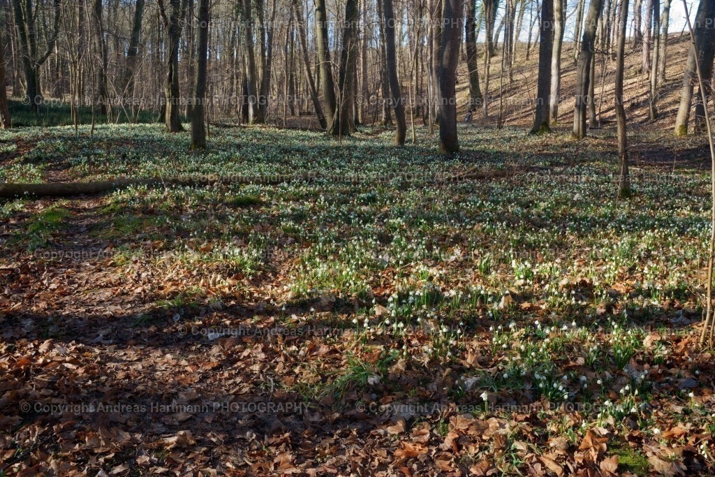 Märzenbecher Wiese | Märzenbecher Wiese - Realisiert mit Pictrs.com