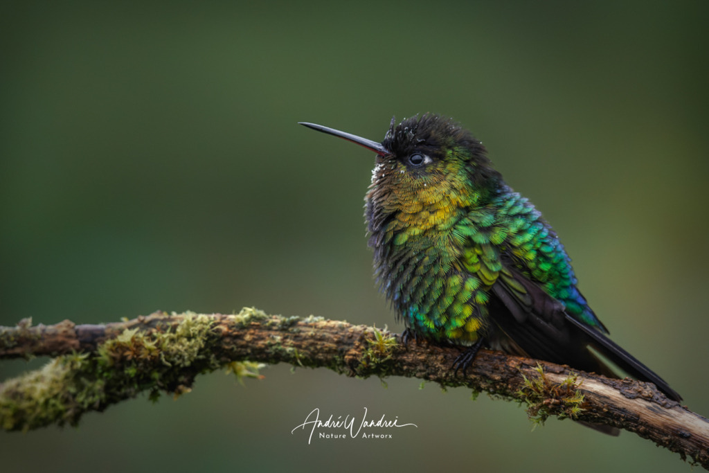 Aufgeplustert | Andre Wandrei - Nature Artworx - Realisiert mit Pictrs.com