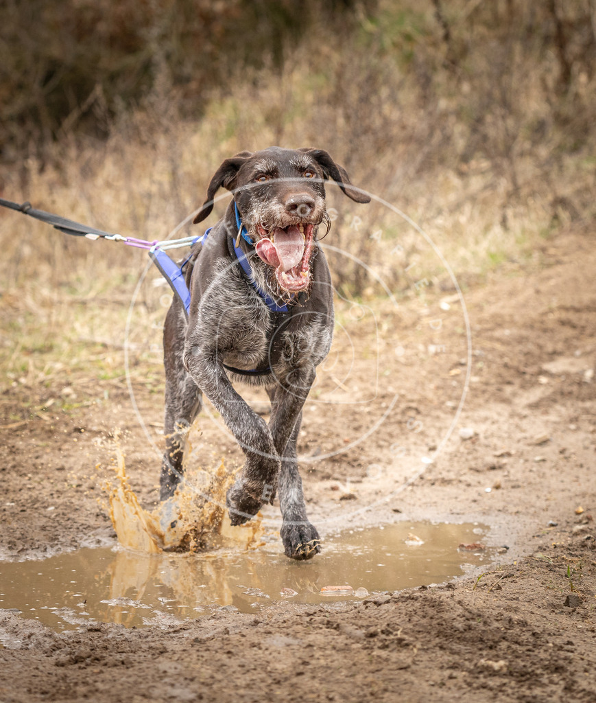 DV3A2210 | Hundefotografie, Tierfotograf, Pfotenfotografie, Fotoshooting Hund, Hunde Portrait, Hundesport, Hundeportraits, Heideshooting, Hunde, Sportfotograf, Hundefotograf, Turnierhundsport, THS,  - Realisiert mit Pictrs.com