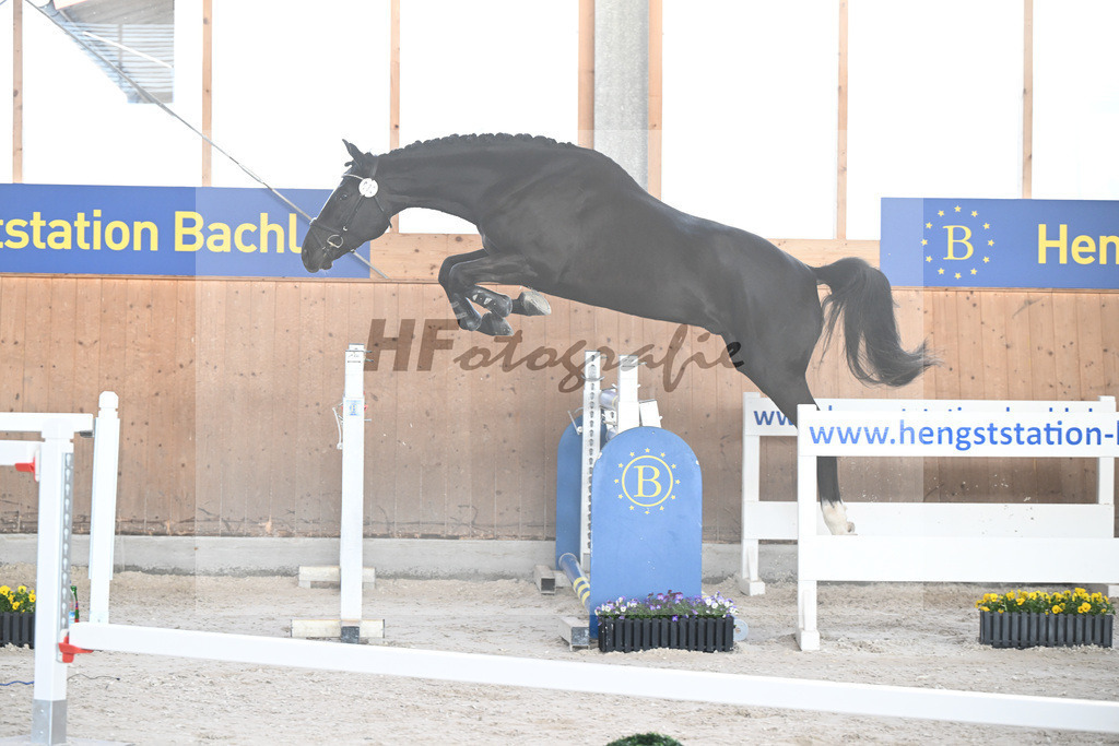 Kat-Nr. 32 Athos v. L Elu de Dun AA_Schneider_5250709 | hf-fotografie - Realisiert mit Pictrs.com