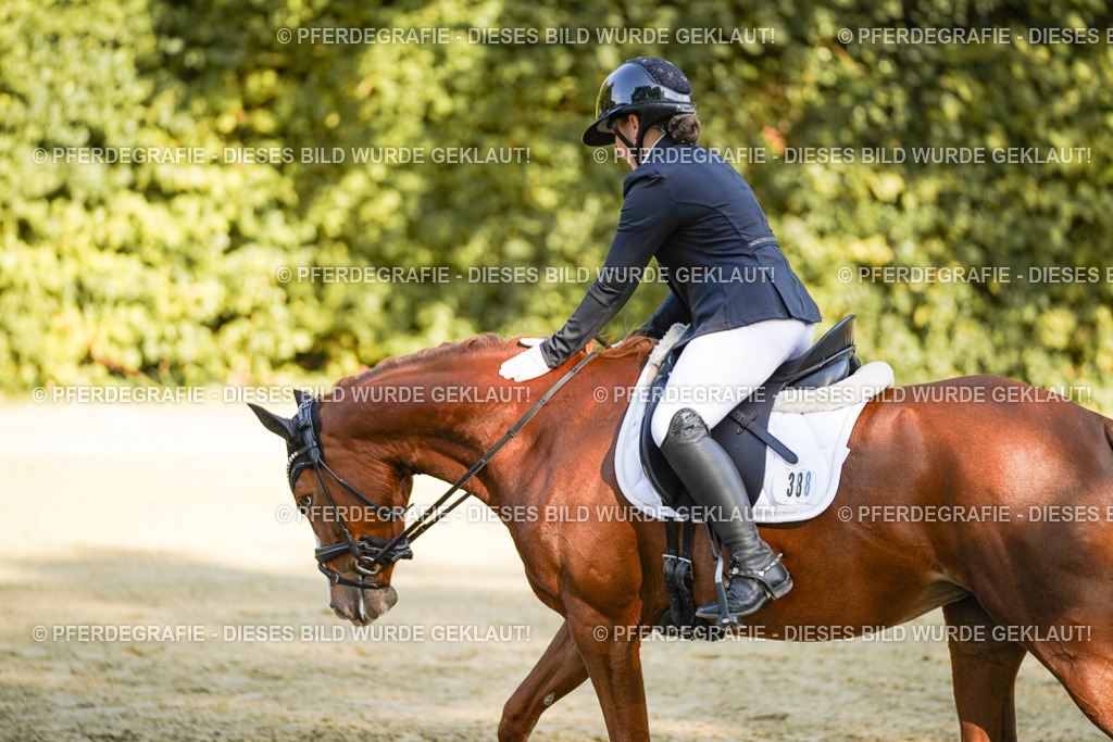 DSC06004 | Pferdegrafie