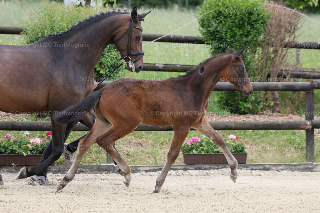 TrakFohlenschHennef17052025MC3H5A6223B | Pferdefotos online bestellen - Realisiert mit Pictrs.com