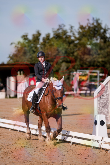 2026_10_03_Siefer-Hof_114138_Z81_84810623 | Professionelle Reitsport-, Turnier- und Eventfotografie von Robert Broda. Galerien mit ausgewählten und bearbeiteten Bildern direkt online ansehen und bestellen.