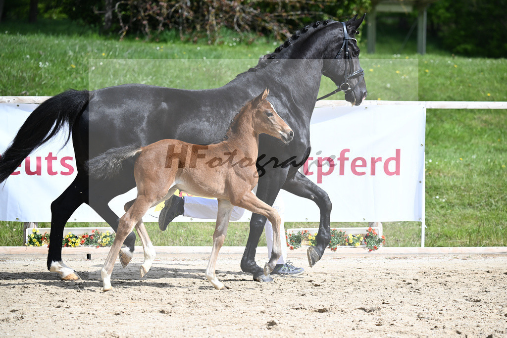 Benicio x De Niro_HF_Eder_11240242 | hf-fotografie - Realisiert mit Pictrs.com