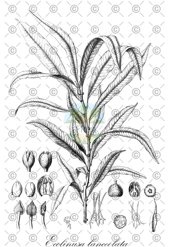 HistAbb_wfo-0000782303_1_ENZY_Simple | Historische Abbildung von Ecclinusa lanceolata - Sapotaceae | Historical Illustration of Ecclinusa lanceolata - Sapotaceae