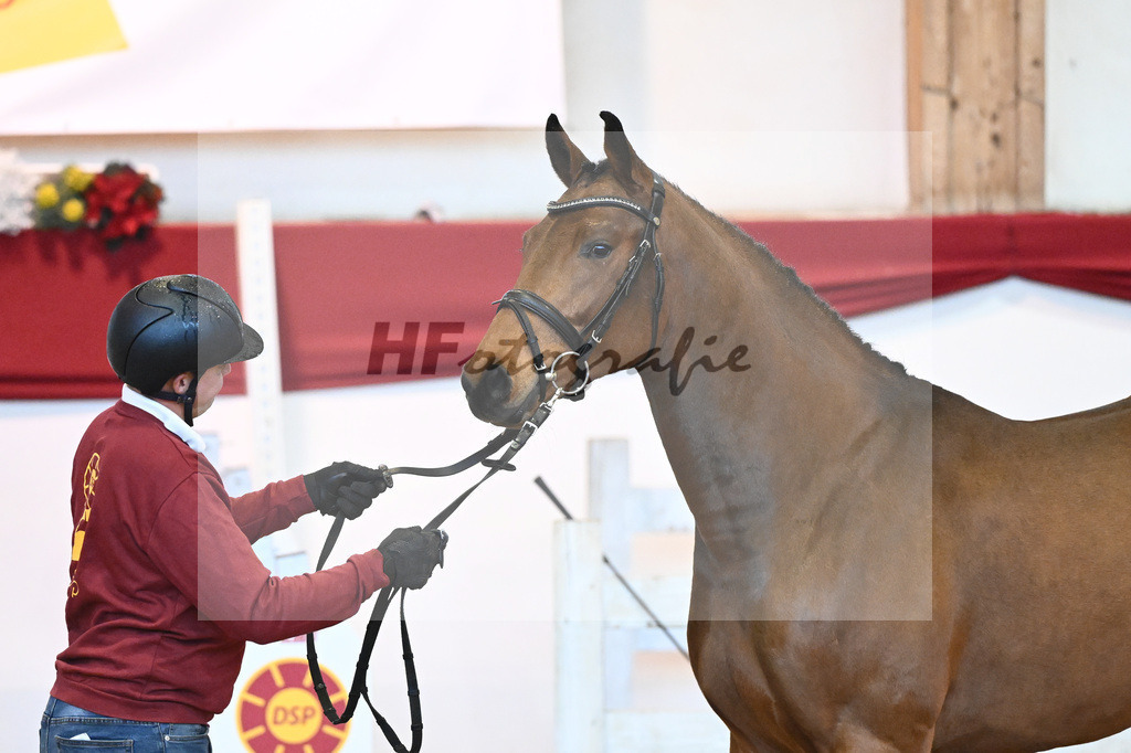 Kat-Nr. 34 Herald x Nimmerdor_Stahl_43231326 | hf-fotografie - Realisiert mit Pictrs.com