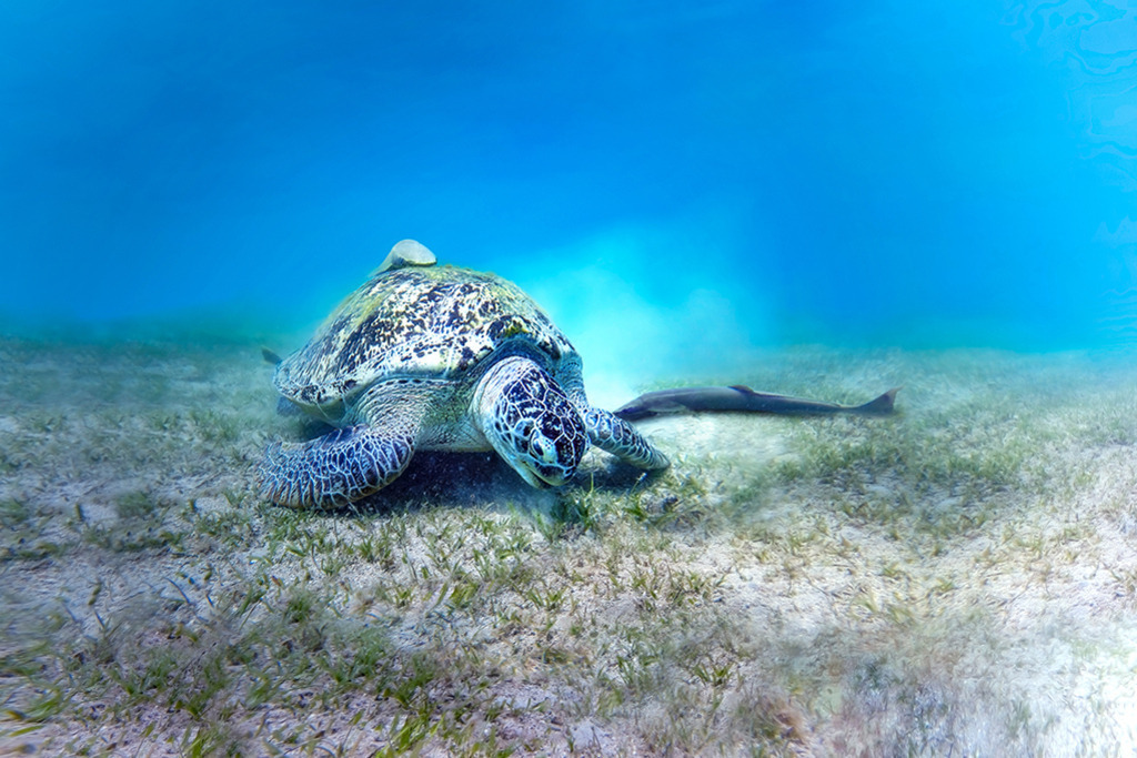 sea_turtle | wild’n free · authentic wildlife photography & premium xxl prints - Realisiert mit Pictrs.com