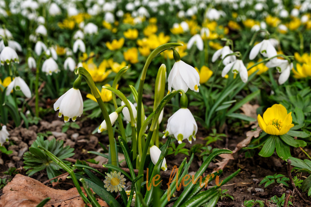 DSC_0163-NEF_DxO_PRIME (1) | Dies ist der Shop von Florian Blum - le fleuri. Langenthal, Bern, SchweizSie können hier meine oder ihre eigenen Fotos als Fotoprodukte kaufen. Tassen, Schlüsselanhänger, Taschen etc. können Sie hier gestalten.  - Realisiert mit Pictrs.com