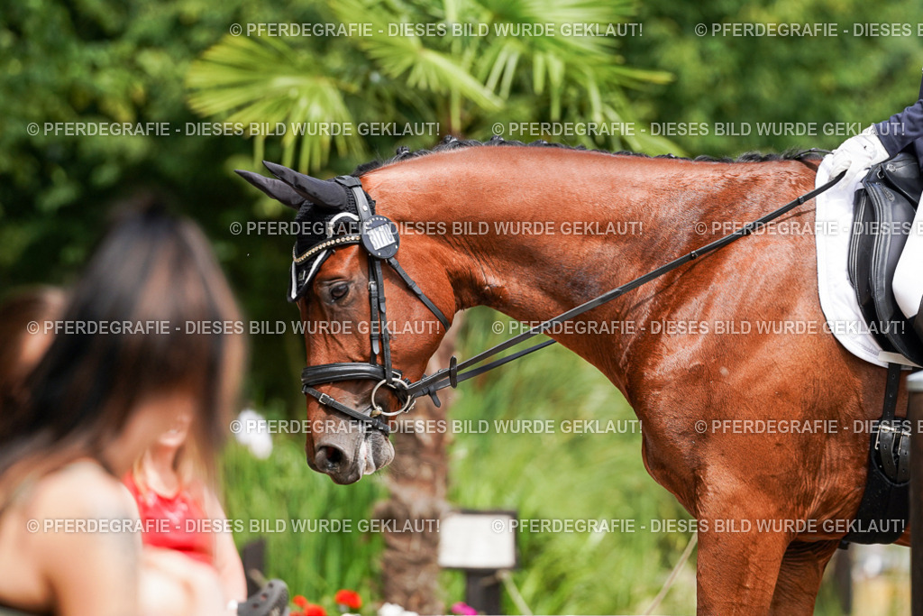 DSC00297 | Pferdegrafie