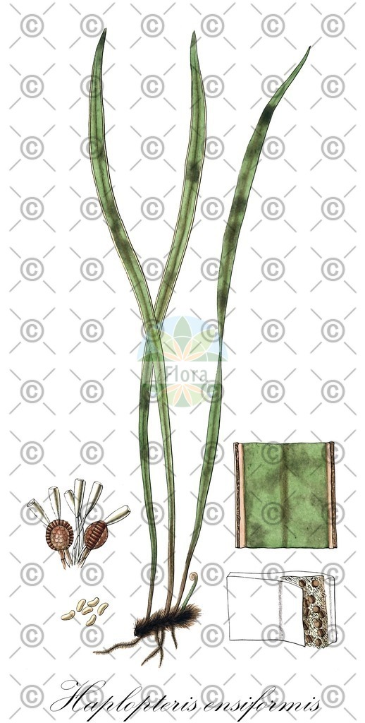 HistAbb_4TLC_1_ENZY_Simple | Historische Abbildung von Haplopteris ensiformis - Pteridaceae | Historical Illustration of Haplopteris ensiformis - Pteridaceae
