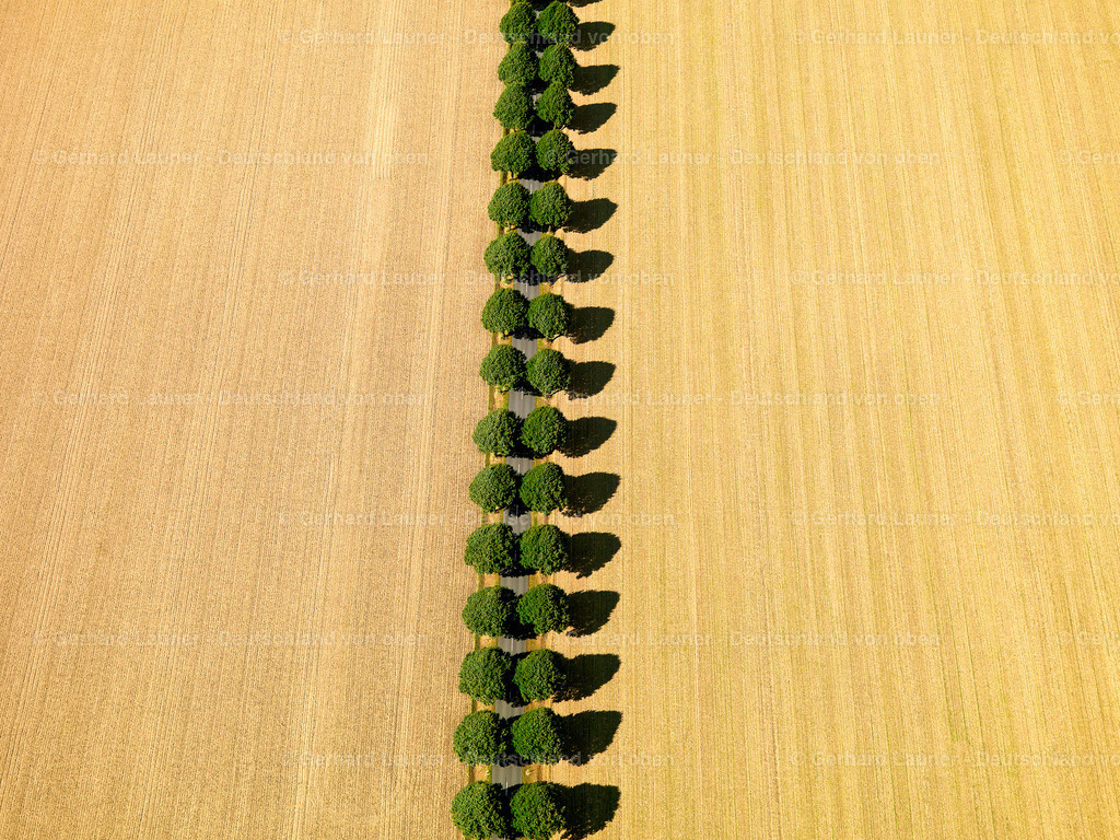 2638806 | Baumstrukturen bei Ohlendorf