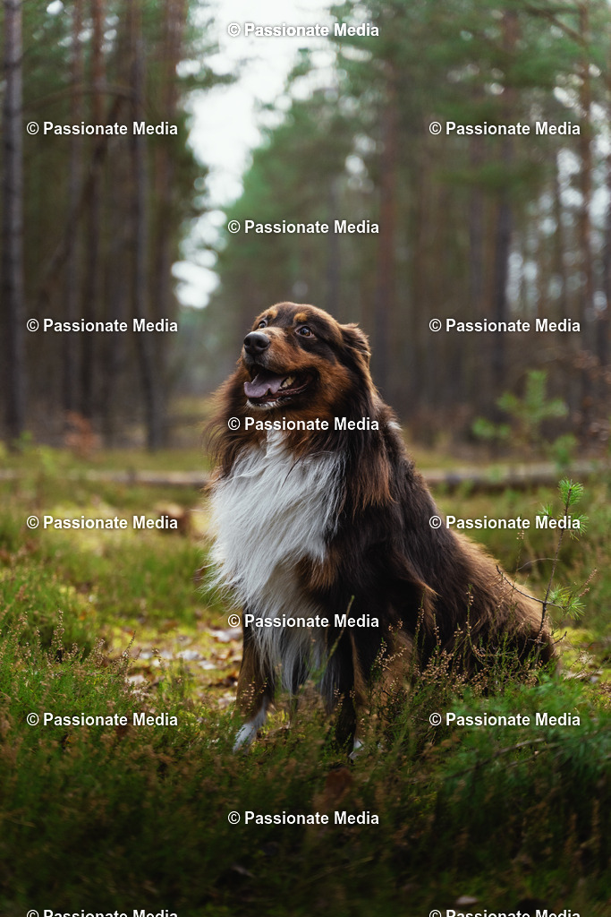 _DSC9513oL | Passionate Media, dein Fotograf aus Brandenburg, Märkisch Oderland, im Bereich Motorsport, Autos und Motorräder sowie Events und auch Hunde. Shootings oder auch Eventbegleitungen können bei mir gebucht we