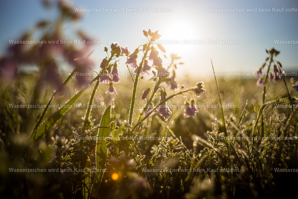 Ein neuer Morgen | Die Botschaft zum Bild lautet: Ein neuer Tag bricht an, auch für dich. Gehe in die Freude, siehe die Vielzahl von Möglichkeiten. Jeden Morgen geht die Sonne auf und jeden Morgen wird es für dich ein wenig besser, wenn du es zulässt. Oder du lebst die Freude schon. Fühle dich umarmt und willkommen an diesem neuen Morgen.