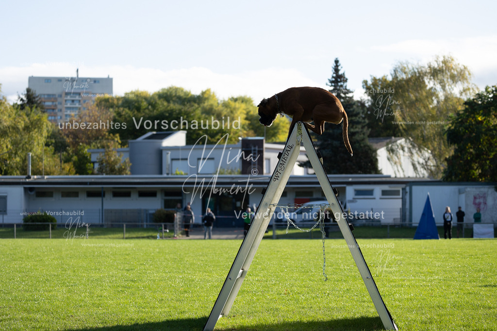 _16A4810 | Einzigartige Fotos von Hunden & Menschen –Actionfotos, Portraits, Vereinsaufnahmen & Paarshootings – authentisch, lebendig & mit Herz.