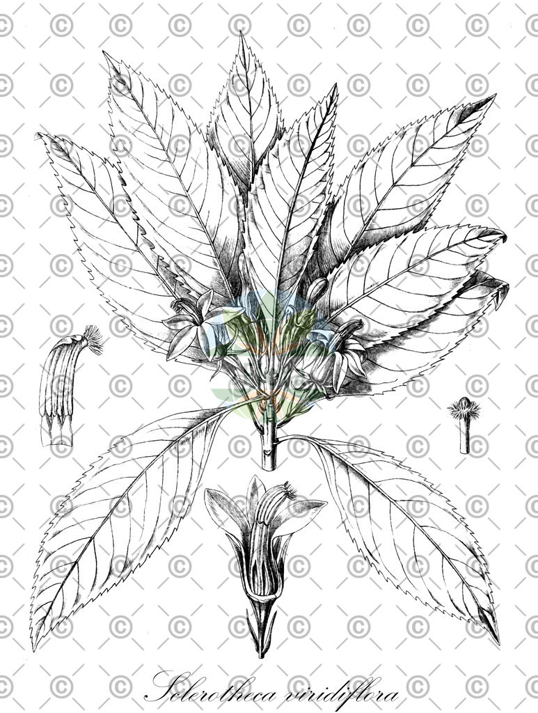 HistAbb_wfo-0001113321_1_ENZY_Simple | Historische Abbildung von Sclerotheca viridiflora - Campanulaceae | Historical Illustration of Sclerotheca viridiflora - Campanulaceae