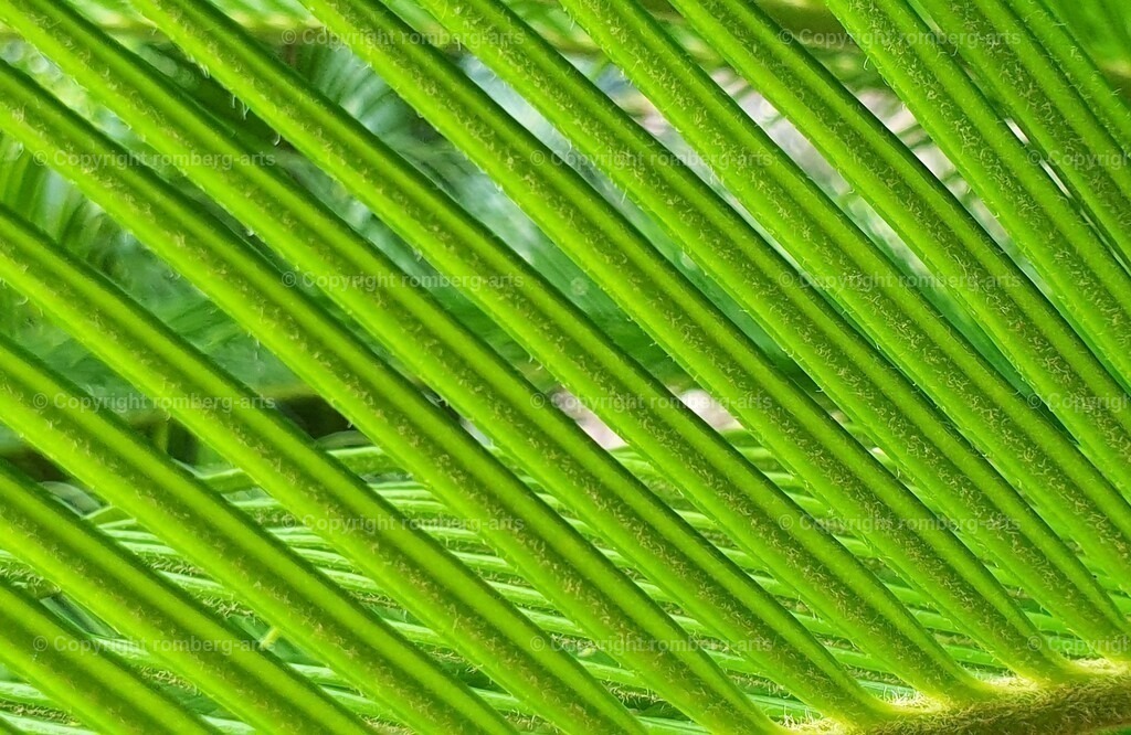 20210730_134556 (6) | Blatt, Grün, Nahaufnahme eines Blattes, Struktur eines Blattes
