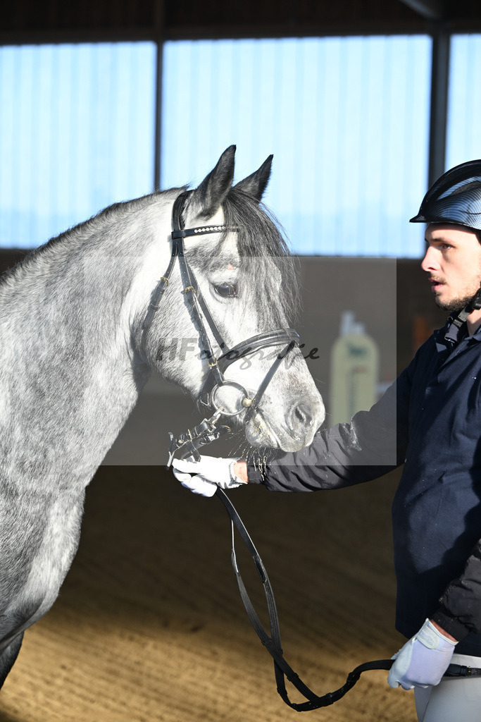 Kat-Nr. 2 Clover Hill Sparrow v. Blakehill Sparrow_ZG Lisberg_49250024 | hf-fotografie - Realisiert mit Pictrs.com