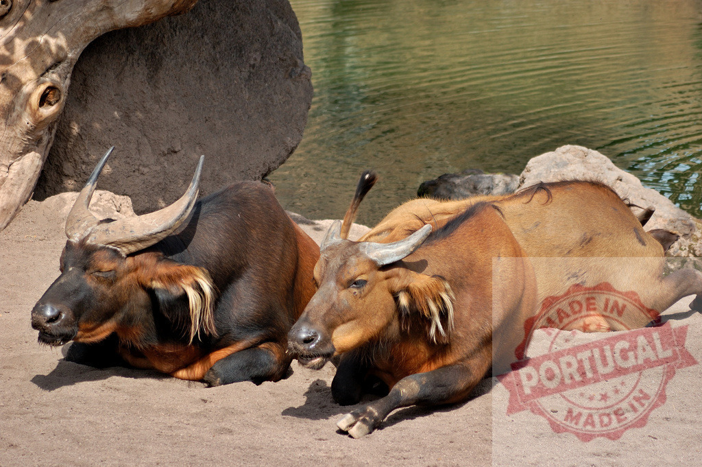 Forest buffaloes resting on sand near water | Two African forest buffaloes lying and resting on sandy ground beside water - Realisiert mit Pictrs.com