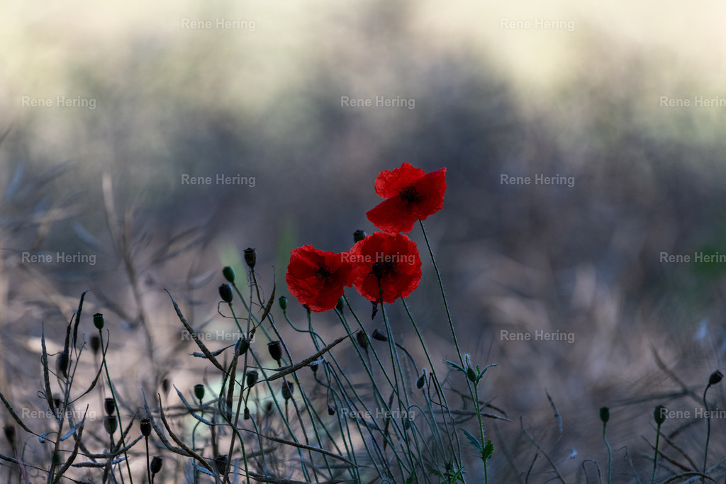 Mohnblüte im Feld | Rote Mohnblüte im Feld mit unscharfen Hintergrund - Realisiert mit Pictrs.com