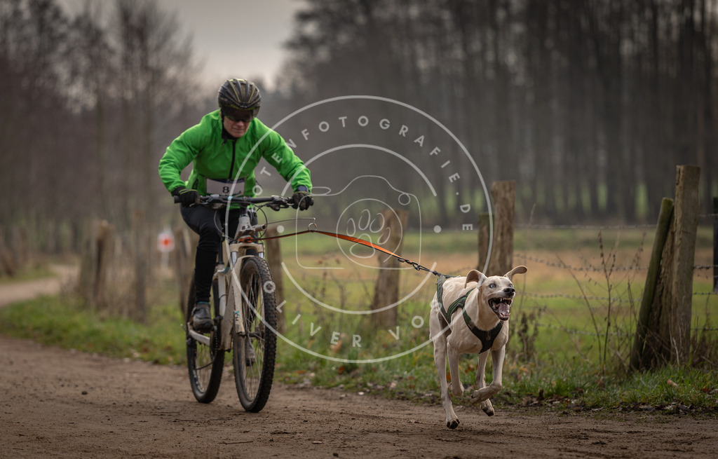 Pfotenfotografie_DV3A1663 | Hundefotografie, Tierfotograf, Pfotenfotografie, Fotoshooting Hund, Hunde Portrait, Hundesport, Hundeportraits, Heideshooting, Hunde, Sportfotograf, Hundefotograf, Turnierhundsport, THS,  - Realisiert mit Pictrs.com