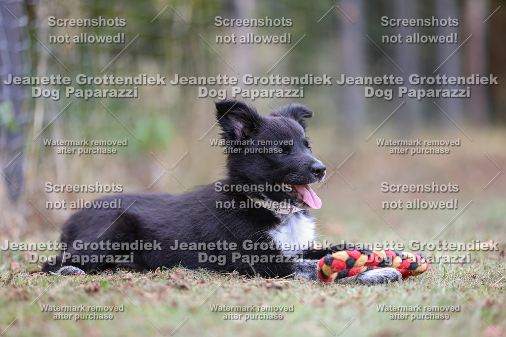 Dog Paparazzi -  Agiltiy Greffen 0826-564 Kopie | Dog Paparazzi Jeanette Grottendiek Fotografie & Videografie - Realisiert mit Pictrs.com