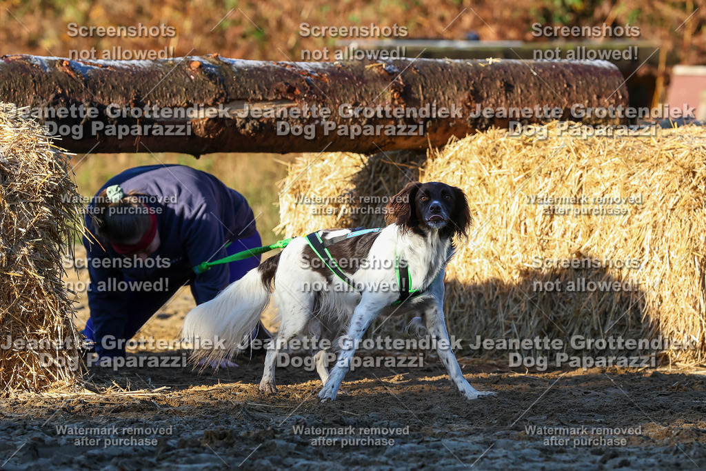 Dog Paparazzi - Strongdog 10-25-808 | Dog Paparazzi Jeanette Grottendiek Fotografie & Videografie - Realisiert mit Pictrs.com