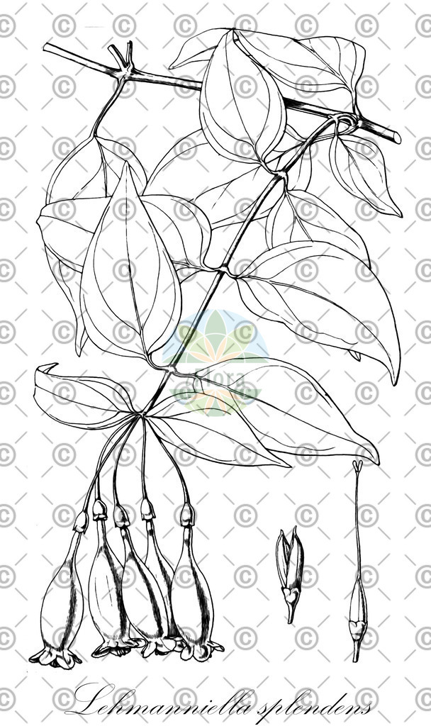 HistAbb_wfo-0000224367_1_ENZY_Simple | Historische Abbildung von Lehmanniella splendens - Gentianaceae | Historical Illustration of Lehmanniella splendens - Gentianaceae