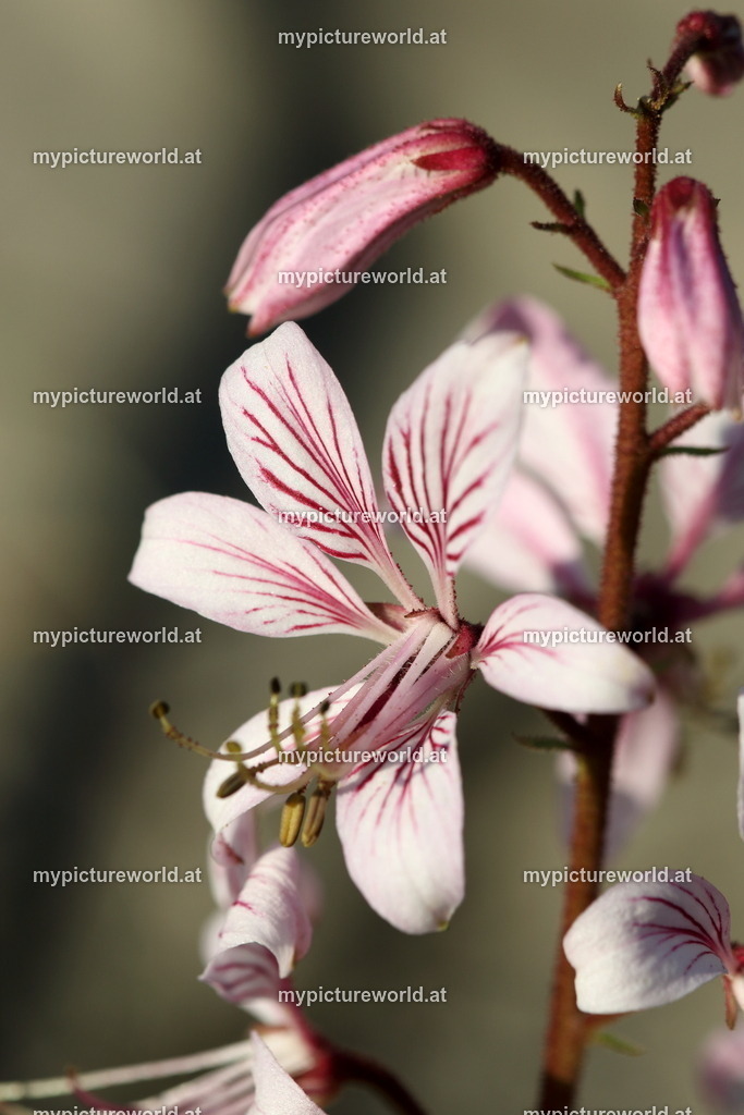 Diptam-021 | Das Bilderarchiv über Tiere, Planzen und Landschaften. In der Bilddatenbank finden Sie ein große Auswahl an hochwertigen Bilder für Ihre Werbung - Realized with Pictrs.com