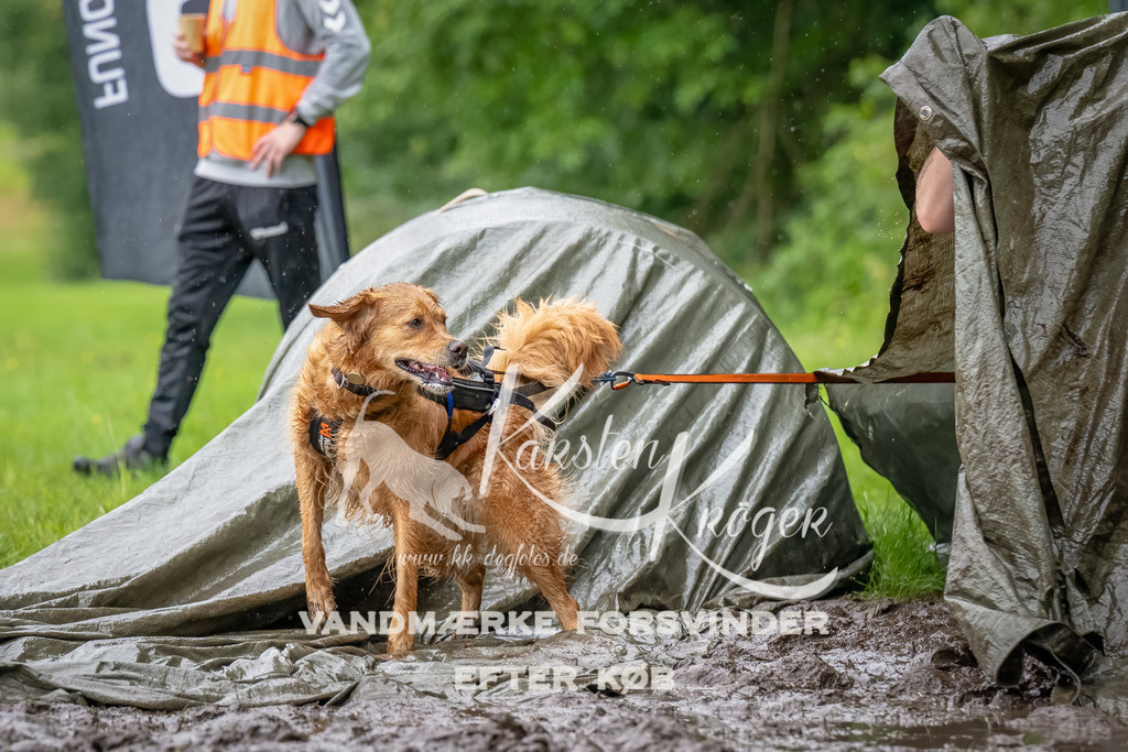 0945_ZZ91648-Bearbeitet | kk-dogfotos