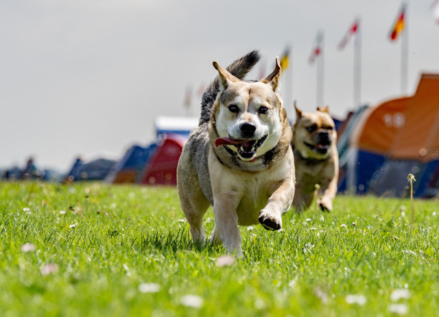 Hunderennen | Wandbilder, Landschaftsbilder, Wandschmuck, Foto-Tassen, Foto Abzüge, Geschenkartikel, eigene Fotos auf Produkte bringen, Foto-Magnete, Motive von Wandschmuck4you auf Produkte bringen, Lizenzen für Bilder kaufen