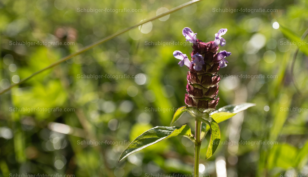 Kleine Braunelle | Die Kleine Braunelle, auch Gewöhnliche Braunelle, Kleine Brunelle Kleinblütige Braunelle, Gemeine Braunelle oder kurz auch Brunelle genannt, ist eine Pflanzenart aus der Gattung der Braunellen innerhalb der Familie der Lippenblütler. Wikipedia - Realisiert mit Pictrs.com