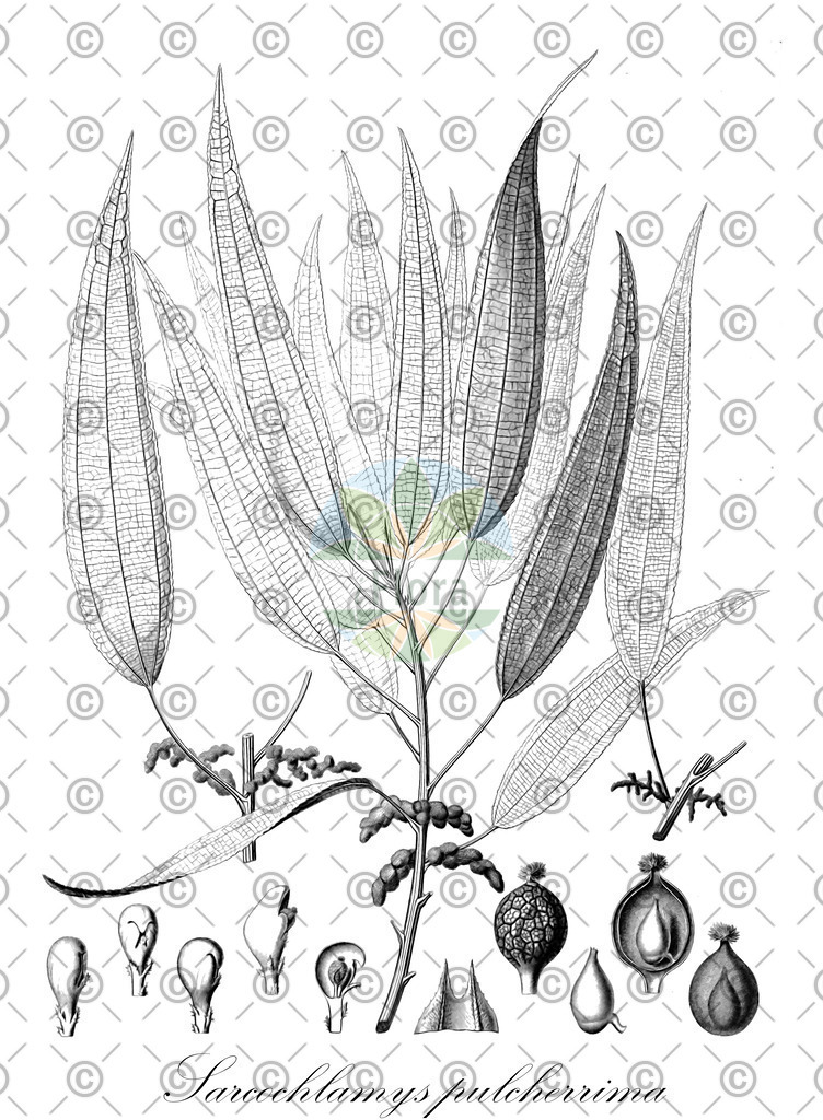 HistAbb_wfo-0001128945_1_ENZY_Simple | Historische Abbildung von Sarcochlamys pulcherrima - Urticaceae | Historical Illustration of Sarcochlamys pulcherrima - Urticaceae