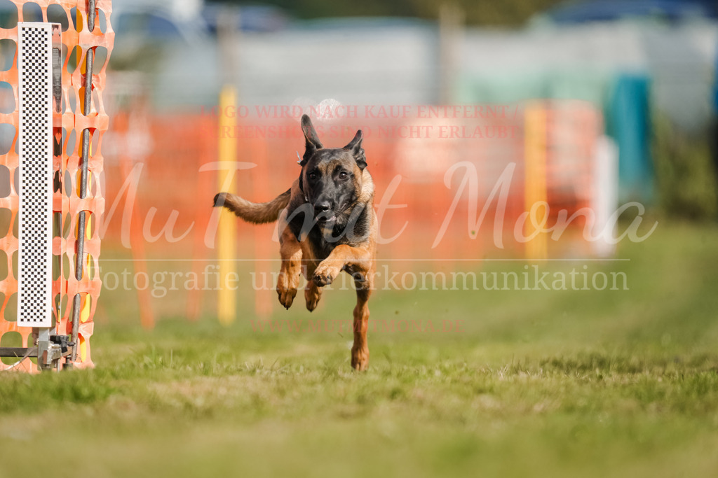20250928_Hunderennen-303 | MuT (Mensch und Tier) mit Mona - Fotografie und Tierkommunikation - Realisiert mit Pictrs.com