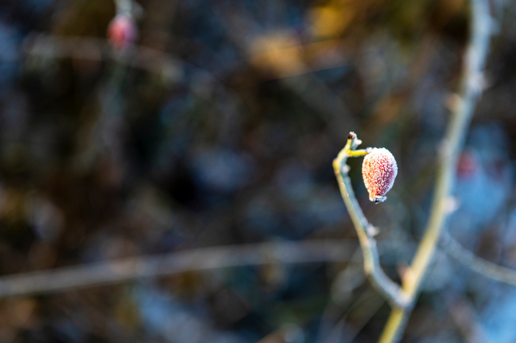 2022_12_17_HETLINGER-SCHANZE_MCP6279 | Hochwertig gedruckte Fotografien für die Wand, als Kalender und zum Verschenken. Hamburg & Norddeutschland und überall wo ich mit der Kamera unterwegs war.
