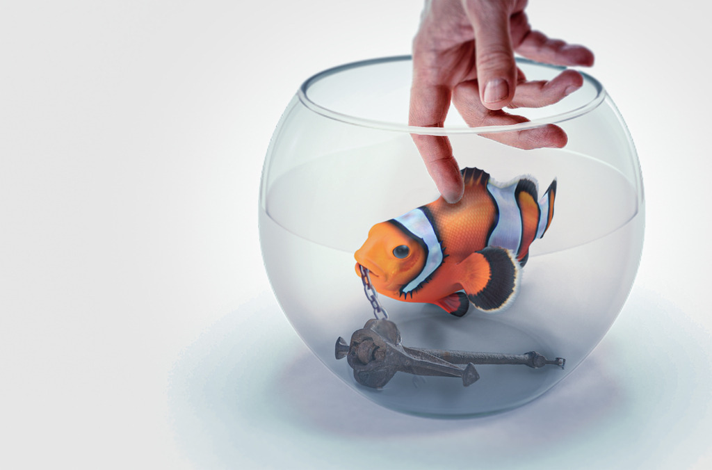 Fische versenken | Fische versenken istne wenig erfolgsversprechende Kunst - Realisiert mit Pictrs.com