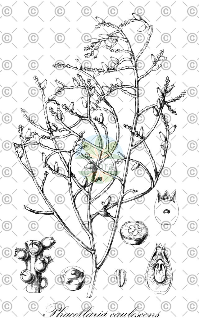 HistAbb_63N2F_2_ENZY_Simple | Historische Abbildung von Phacellaria caulescens - Santalaceae | Historical Illustration of Phacellaria caulescens - Santalaceae