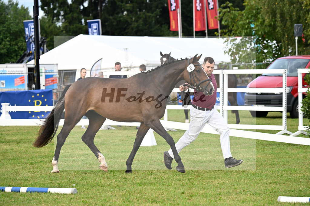 Kat-Nr. 5 Carathella v. Limbothello B_Hoffmeister_30250056 | hf-fotografie - Realisiert mit Pictrs.com