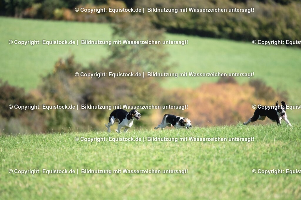 20251011_Jagd-Marbach_0371 | Foto: Thomas Hartig