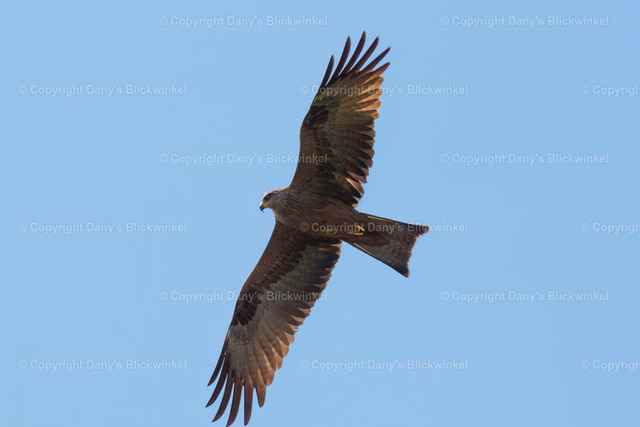 201715 | Tierfotografie, Tierkalender, Tierbilder, Insekten, Spinnen, Vögel, Schmetterling, Libellen, Leinwand, Colorkey, Qualität, Geschenkartikel, Geschenk - Realisiert mit Pictrs.com