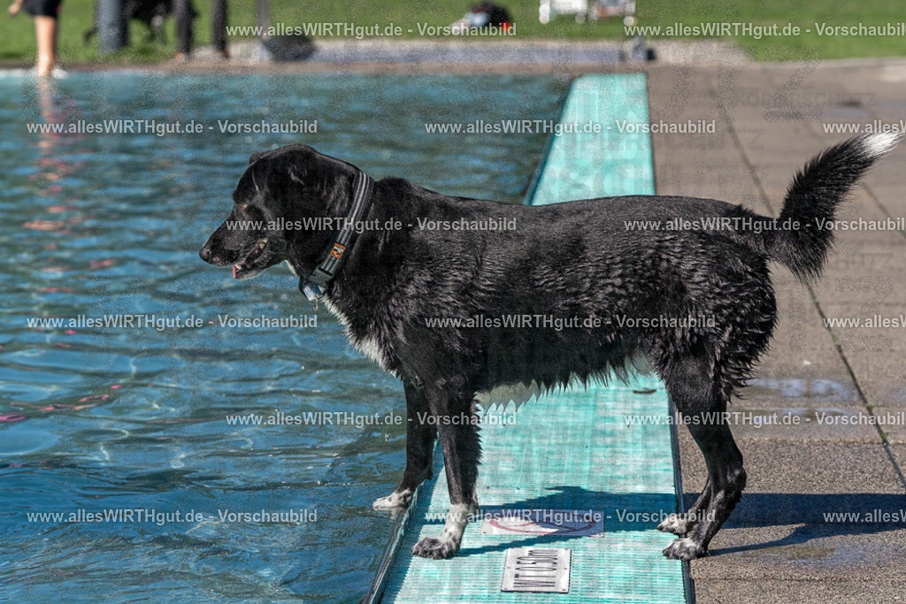 Hundeschwimmen_Volksbad_2026-allesWIRTHgut_Tierfotografie-2609061245-FAY06554 | Professionelle Tierfotografie in Mönchengladbach von Daniel Wirth (allesWIRTHgut). Liebevolle & natürliche Bilder von Hunden & Katzen für unvergessliche Erinnerungen.